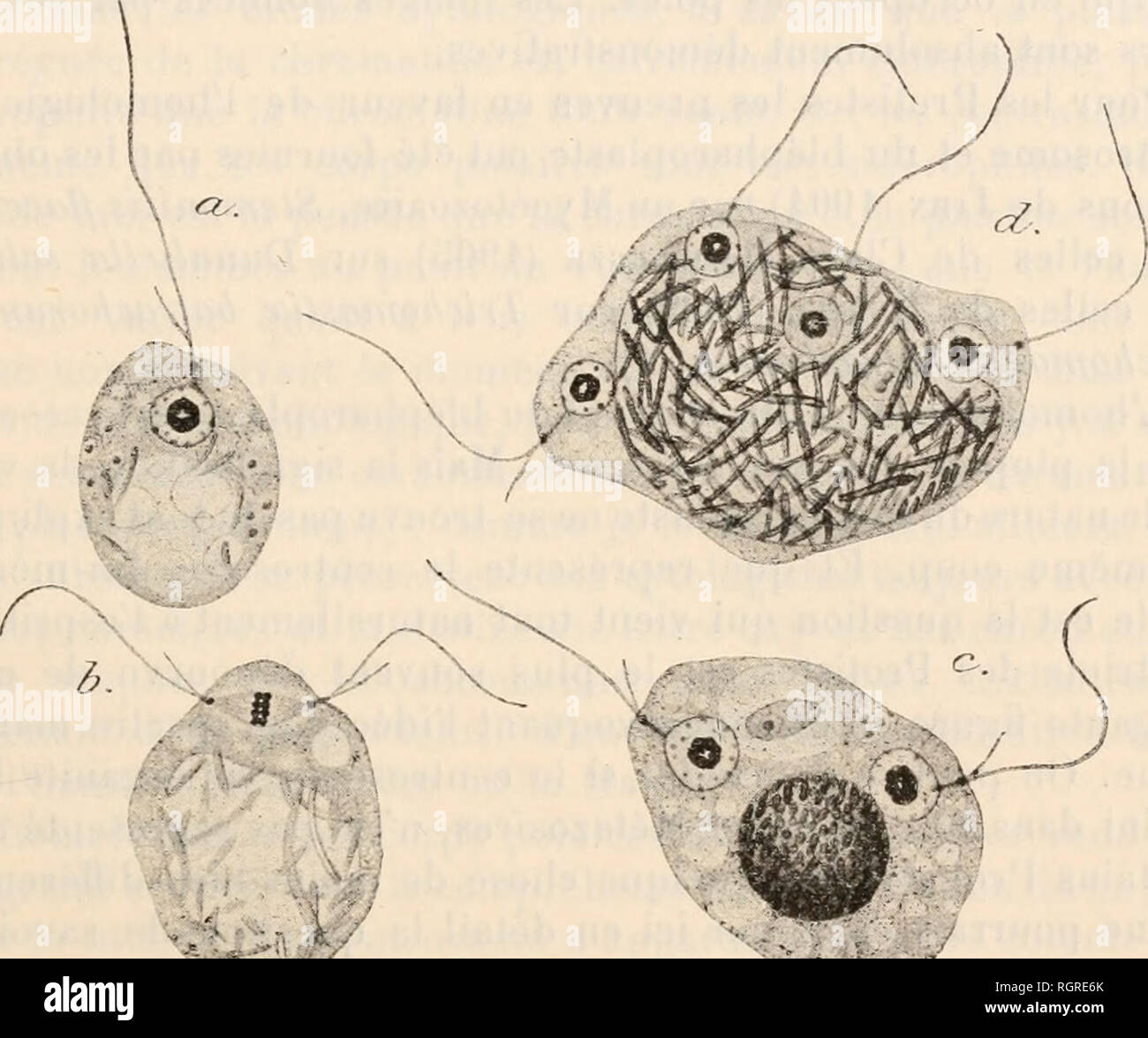 . Bulletin de la SociÃ©tÃ© zoologique de France. Zoologie. SÃANCE DU 23 FÃVRIKR 1911 99 rendu en quelque Sorte inerte du fuit de l'Invasion - bactÃ©rienne. Pendant la Division chroniatine nuclÃ©Aire-la pÃ©riphÃ©rique de uÃ ¯ Ãªnie que la chrornaline du caryosouie^ se disposent en Plaque Ã © fjuatoriale au Milieu d'un fuseau prÃ©sentant une Streifenbildung assez nette; les deux blÃ© pharoplastes-fils sind placÃ©s aux pÃ'Les du fuseau et sind Gleichheit consÃ©quent tout À fait comparables aux Cen-trosuines (Abb. 1, b). La Plaque Ã © tjuatoriale se eingerichteten Doppel et les deux Plaketten Ã © cjuatoriales filles s'Ã©loignant l' Stockfoto