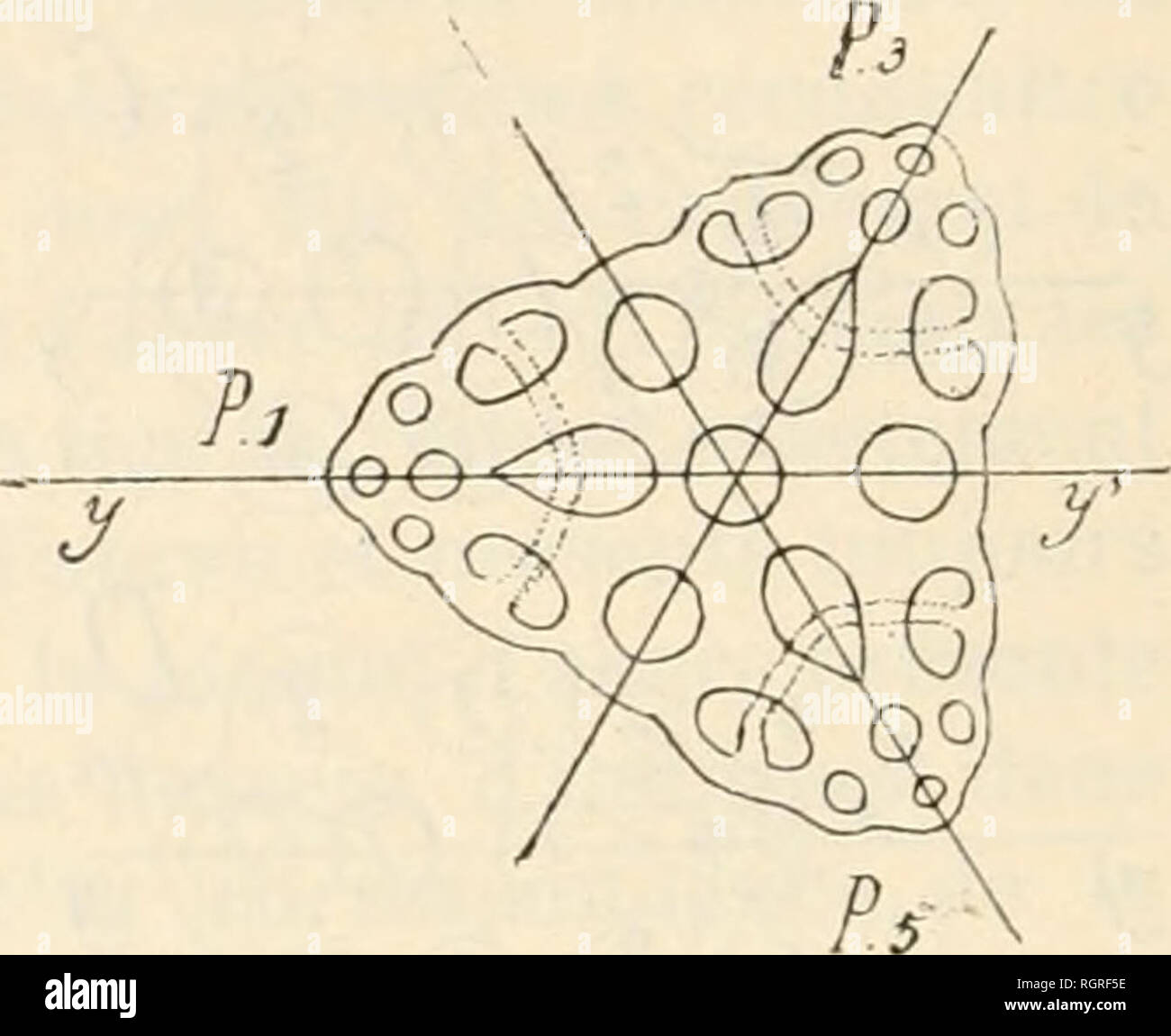 . Bulletin de la SociÃ©tÃ© zoologique de France. Zoologie. Abb. 4 Plaque d'Ancre pro-longÃ © e suivant Deux direc- symÃ © triques par rapport à l'Ax principal y y '.. Abb. o. Â Plaque d'ancre prolongÃ © e Suivant trois Richtungen (PiPjPs) sy-mÃ©triques par rapport à l'Ax y y'.des Synaptes, Il est difficile de comprendre Quelle est l'Homologie qui existe eutre Les 6 Plaketten en raquettes superposÃ©es, qui se trouvent groupÃ © es autour d'un-mÃªme Zentrum chez les Ankyroderma et la Plaque d'Ancre eindeutiger des Synaptes; Mais, auf Chez trouve ces DerniÃ¨res de Anomalien qui expliquent ainsi que je v Stockfoto