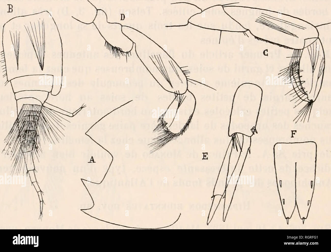 . Bulletin de la société zoologique de France. Zoologie. 88 SÉANCE DU 25 Février 1903 dent aiguë. Plaketten épimérales du troisième Segment (Abb. 4, A) prolongées en arrière et terminées inférieurement par une Dent aiguë, surmontée d'une autre Dent beaucoup plus Grande. Premier Segment de l'urosome présentant, au Bord dorsale, une légère échan - crure, Suivie d'une Projektion arrondie. Organes de Vision nicht Apparents. Antennes supérieures (Abb. 4, B) Aussi longues que l'ensemble de la Tête et des Deux premiers Segmente du mésosome. Premier Artikel du pédoncule présentant, au Bord antérieur, un-prol Stockfoto