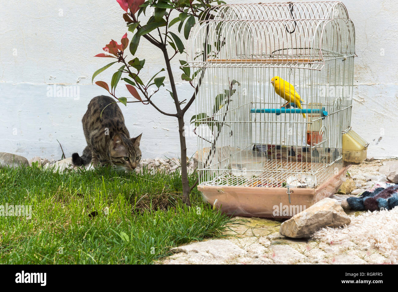 Cat roaming Vor ein Kanarienvogel im Käfig, Puntarenas, Albanien Stockfoto