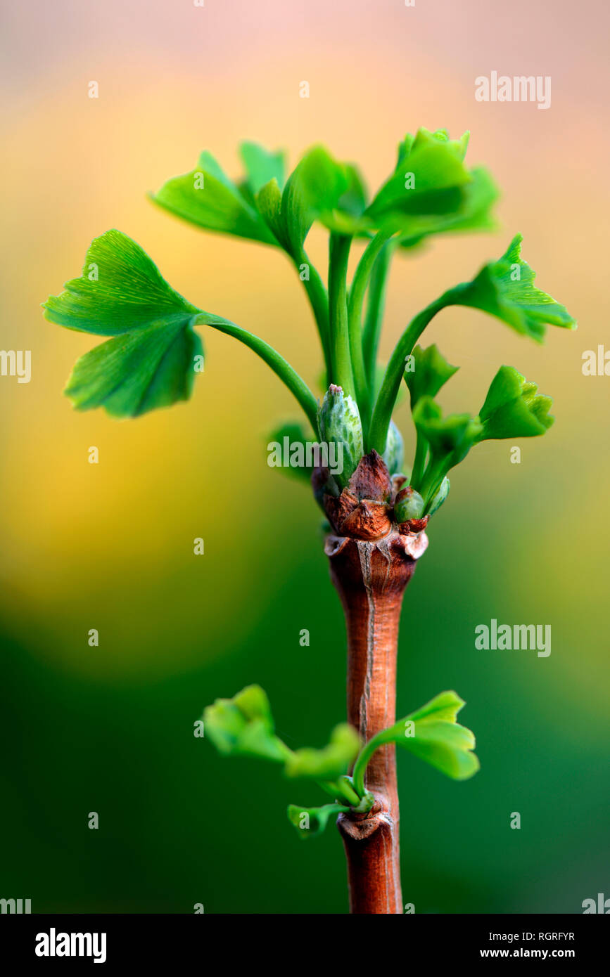 Von Blattaustrieb, Ginkgobaum Ginkgo biloba Stockfoto