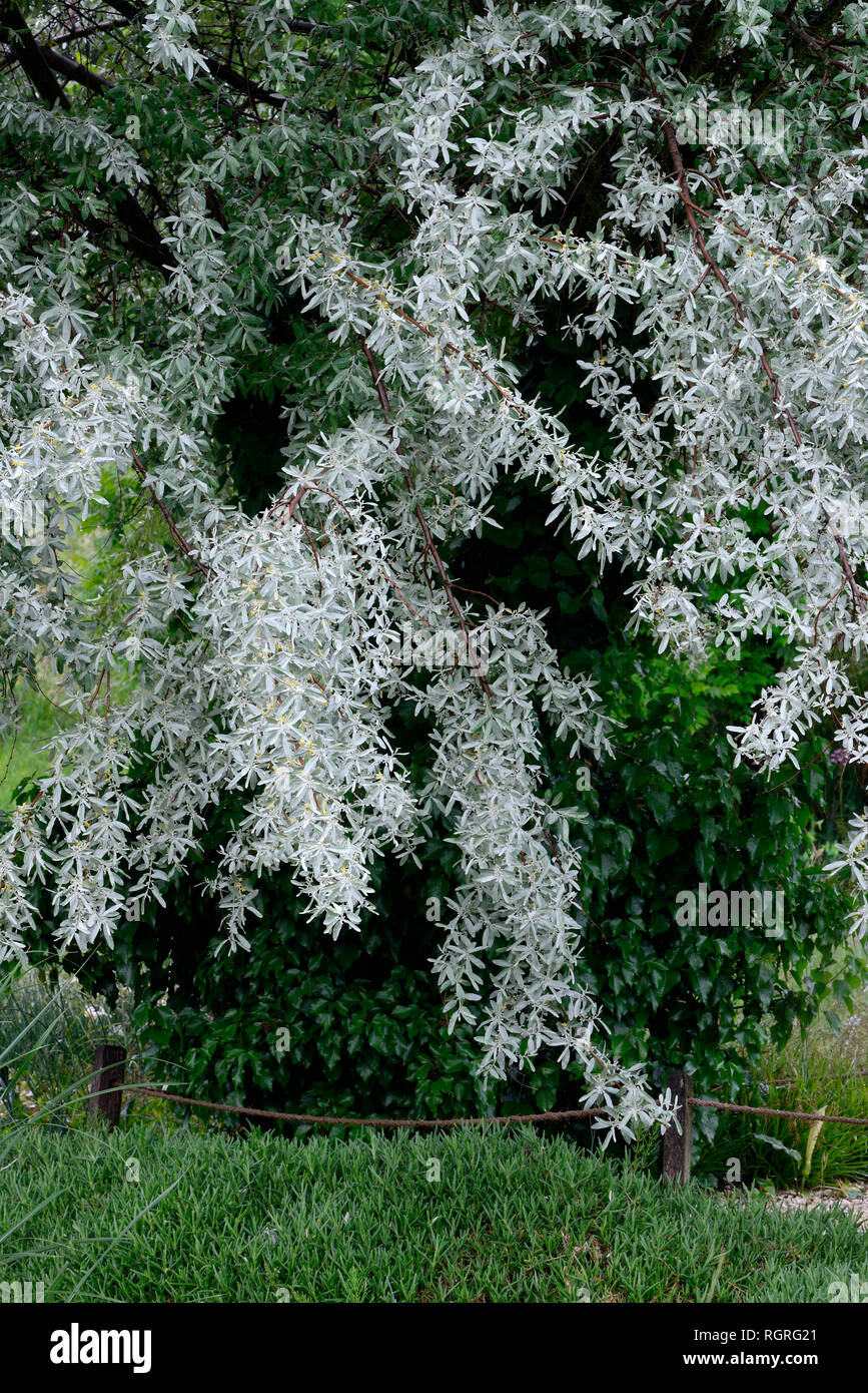 Silberweide, Salix alba Stockfoto