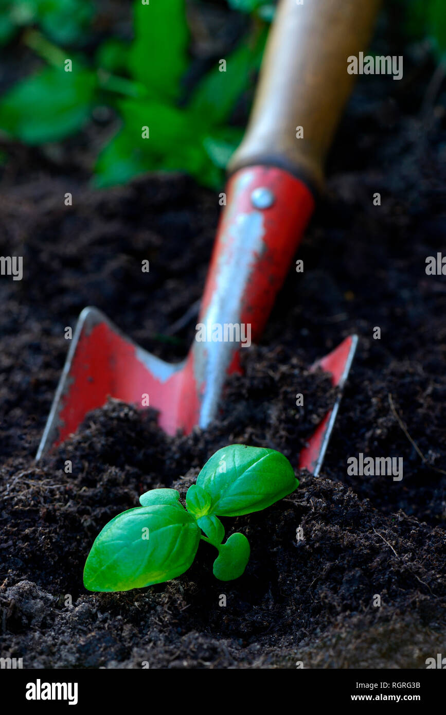 Basilikum, Jungpflanze mit Gartenschaufel, Ocimum basilicum Stockfoto