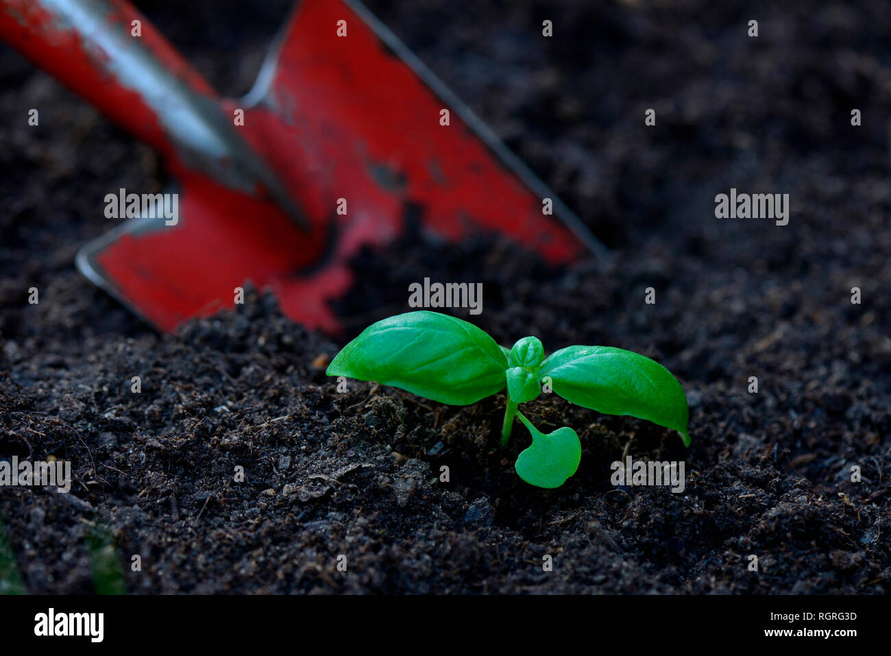 Basilikum, Jungpflanze mit Gartenschaufel, Ocimum basilicum Stockfoto