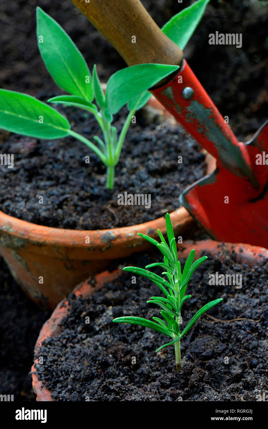 Stecklinge von Rosmarin und Salbei, Rosmarinus officinalis, Salvia officinalis, Stockfoto