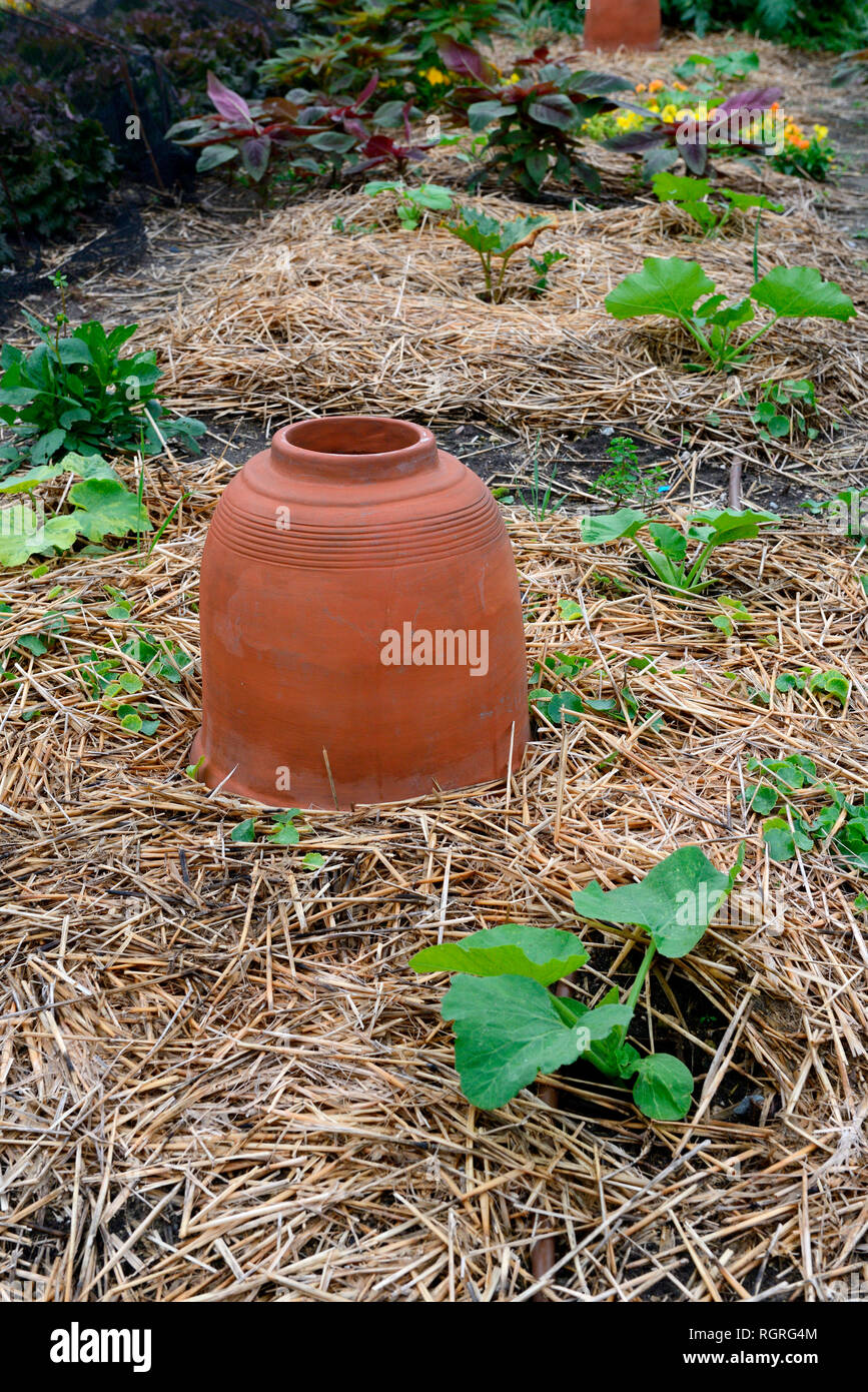 Rhabarber-forcer Stockfoto