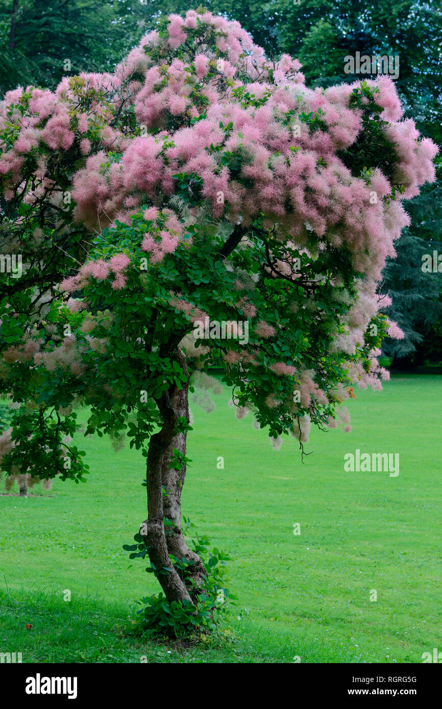 Perueckenstrauch, (Cotinus coggygria) Stockfoto