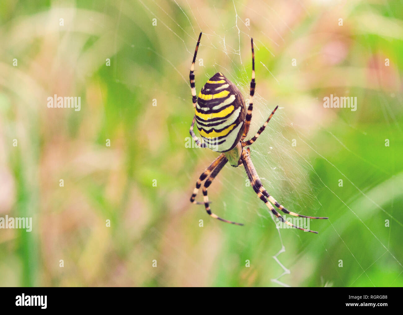 Wasp Spider Argiope Bruennichi, Europa, Stockfoto