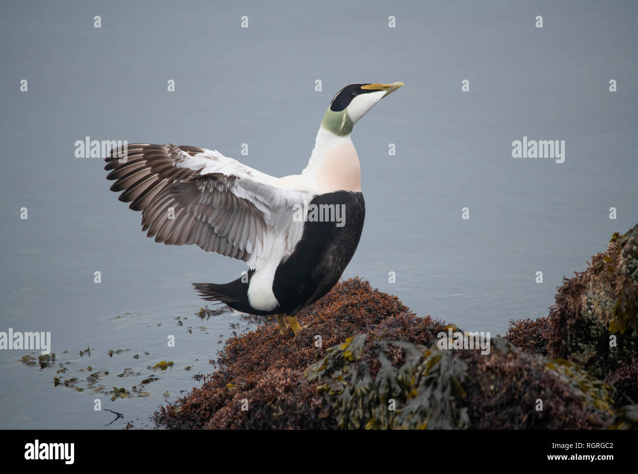 Eider Duck, Drake, Dune, Helgoland, Schleswig-Holstein, Deutschland, Europa, Somateria molissima Stockfoto