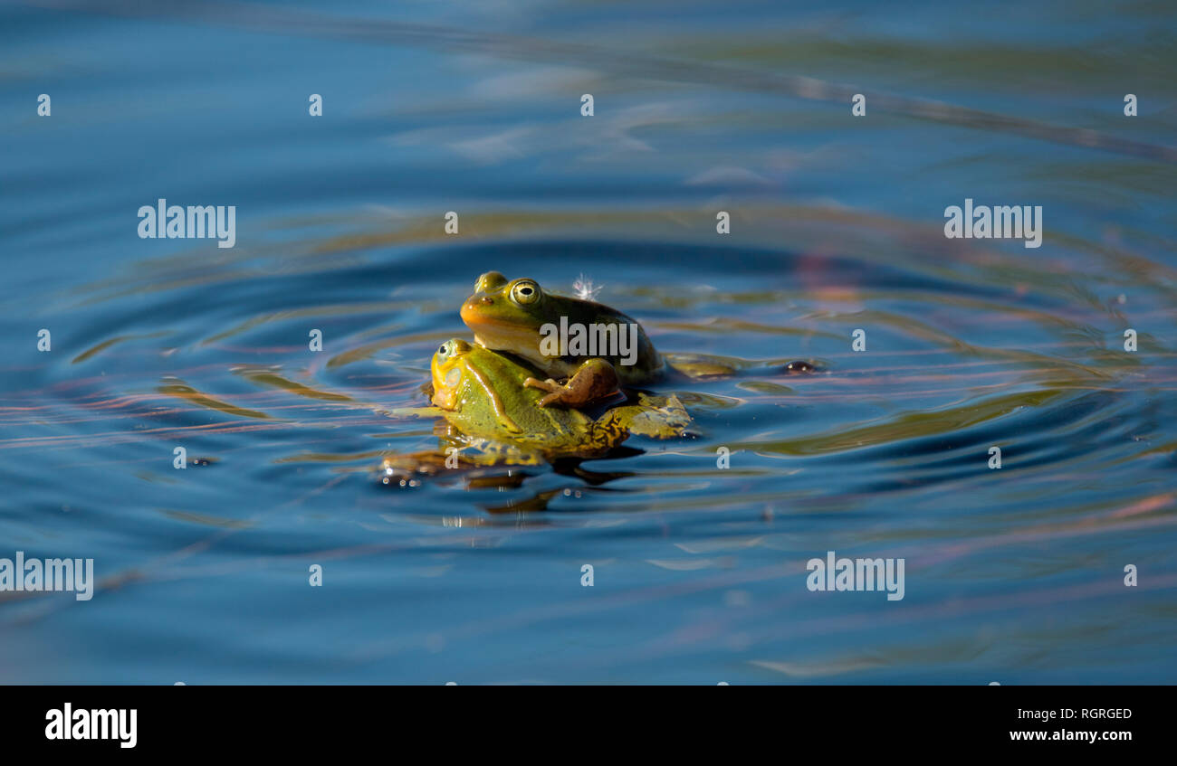 Pool Frösche, Naturschutzgebiet Diepholzer Moor, Diepholz, Niedersachsen, Deutschland, Europa, Rana lessonae Stockfoto