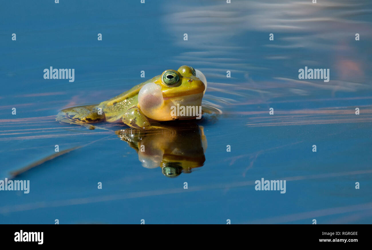 Wasserfrosch, Naturschutzgebiet Diepholzer Moor, Diepholz, Niedersachsen, Deutschland, Europa, Rana lessonae Stockfoto