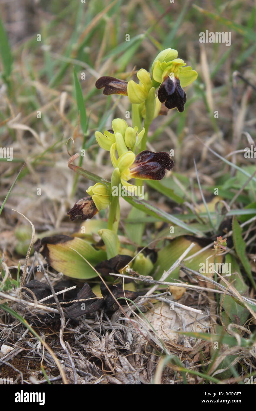 Ophrys iricolor Subsp vallesiana, Malta Stockfoto