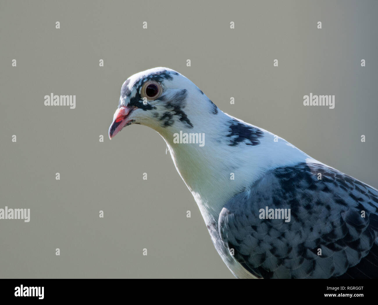 Wilde Taube, Nordrhein-Westfalen, Deutschland, Europa, Columba livia domestica Stockfoto