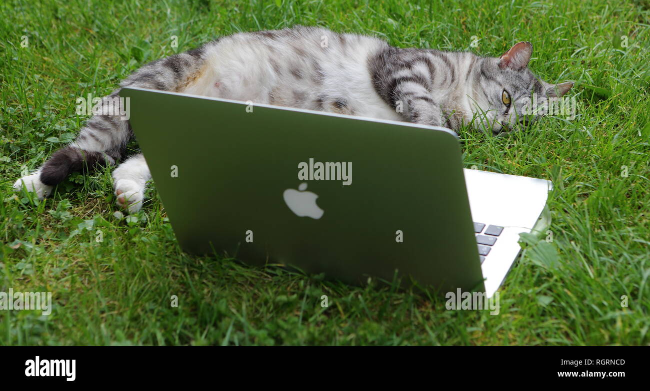 TEXEL, Niederlande - Juni 5, 2018: Katze und Apple Computer. Foto eines MacBook Pro. Nur für den redaktionellen Gebrauch bestimmt. Stockfoto