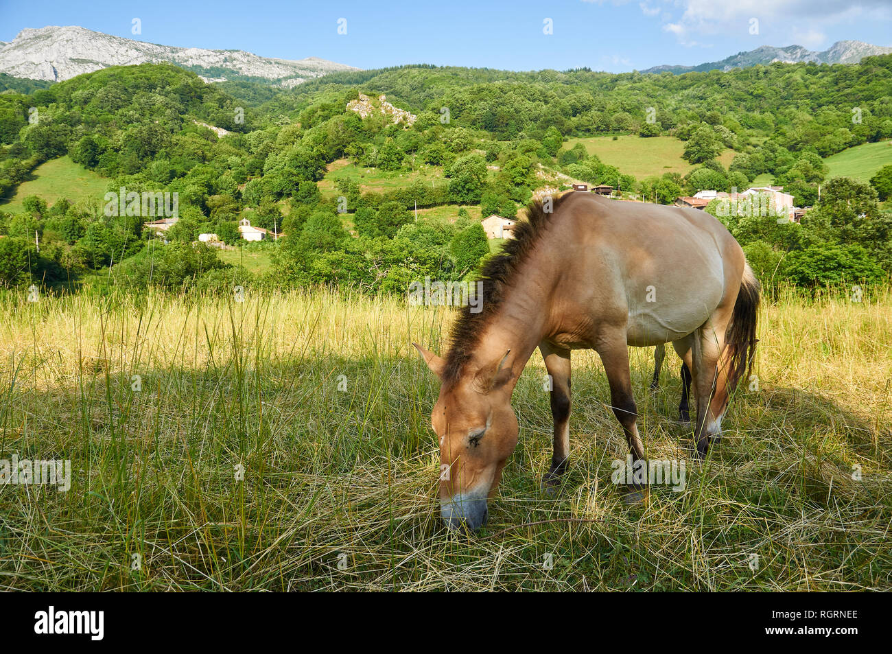 Das Przewalski-pferd (Equus ferus Przewalskii) Beweidung in einem Feld an der Prähistorischen Park von teverga (San Salvador de Alesga, Asturien, Spanien) Stockfoto
