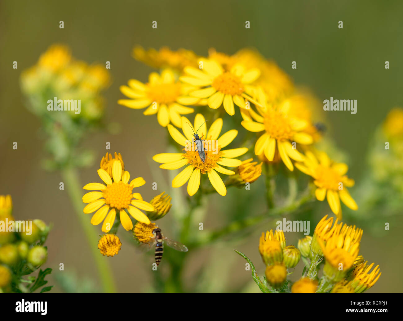 Common ragwort, Grevenbroich, Nordrhein-Westfalen, Deutschland, Europa, (non-scripta vulgaris, Cardamine pratensis) Stockfoto