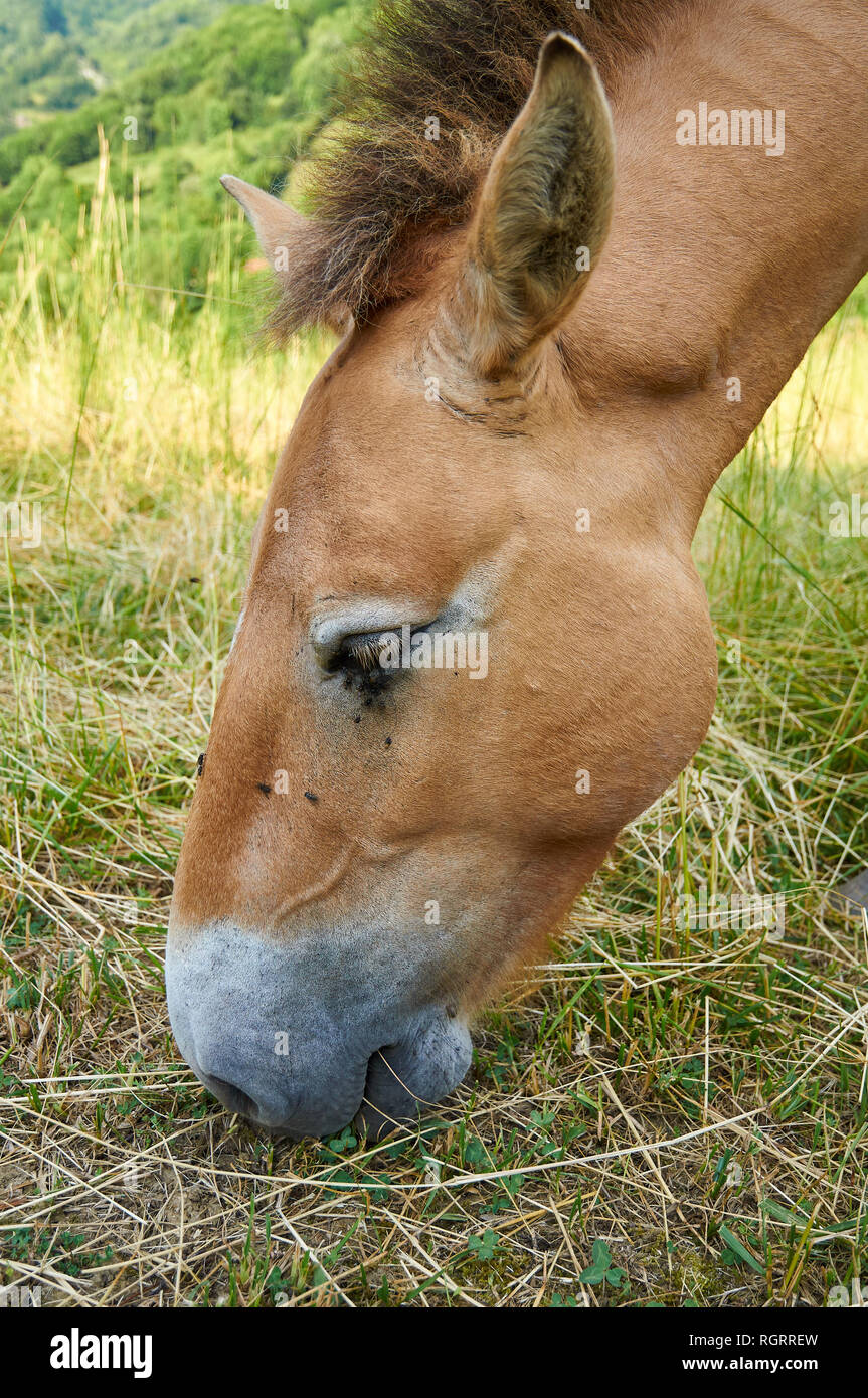 Kopf Detail eines Przewalski-pferd (Equus ferus Przewalskii) Beweidung in einem Feld an der Prähistorischen Park von teverga (Alesga, Asturien, Spanien) Stockfoto
