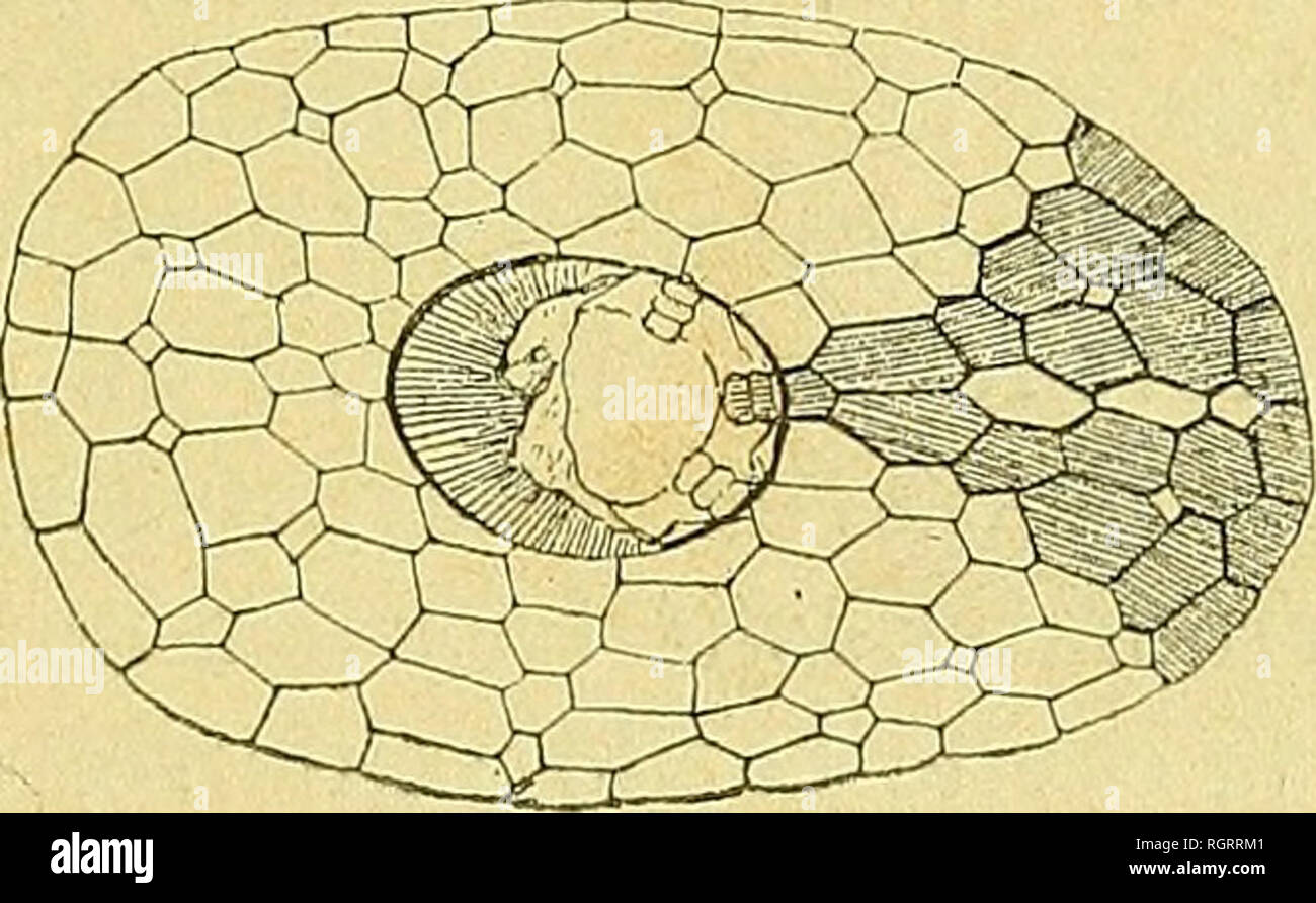 . Bulletin de la société géologique de France. Geologie. 1890 D.-S. OEHLERT. - SUR LE GENRE SPYRIDIOCRINUS 221 indiquées dans notre Premier schéma par la lettre R. "Les rayone, disions-nous, au Nombre de10, probablement groupés devront être Deux par Deux, pour la ramener Abbildung au de Strahlung qui-naire habituelle chez les Crinoïdes. "Les nouveaux échantillons sind Venus confirmer Nos prévisions et montrer le Mode de Dichotomisierung des séries Radio - Brachiales, ainsi que la place et les caractères des Plaques de la base (1). Par suite de la forme Du calice et du de répartition des Stockfoto