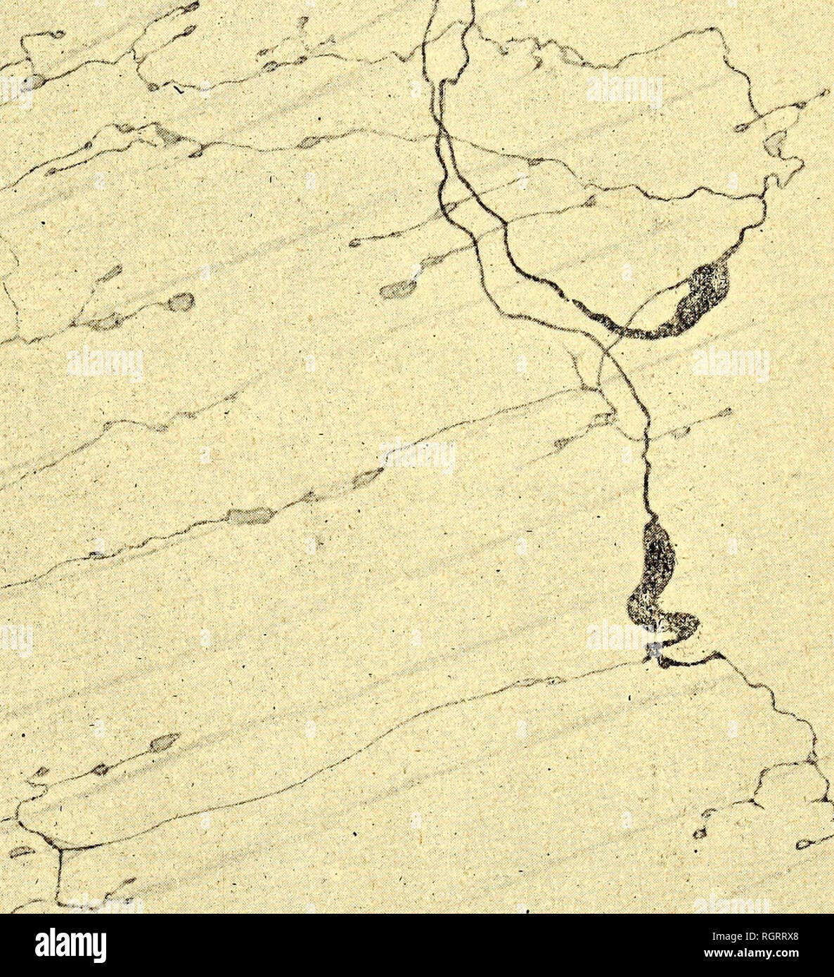 . Bulletin de l'Institut ocÃ© anographique. Ozean. Ces appareils terminaux en forme de petites Plaketten sind tout À fait diffÃ©Mieten des appareils terminaux Moteurs, qui se placent Ã©galement sur les cellules musculaires de Cà © Pha-lopodes. Ces derniers ont d'autres caractÃ¨res, ce que Nous avons l'intention de montrer dans une Hinweis ultÃ © rieure. Il Faut bien croire que Les petites Plaketten, que nous venons. /Y Abb. 6. Â Deux cellules nerveuses du deuxiÃ¨me Art. Sensibles Terminaisons des Muskeln. Sepia officinalis. MÃ©thode du bleu de mÃ©thylÃ ¨ ne. Zeiss. Oc. Ii.Ob ein. DD.de Einrichtung crire sind les App Stockfoto