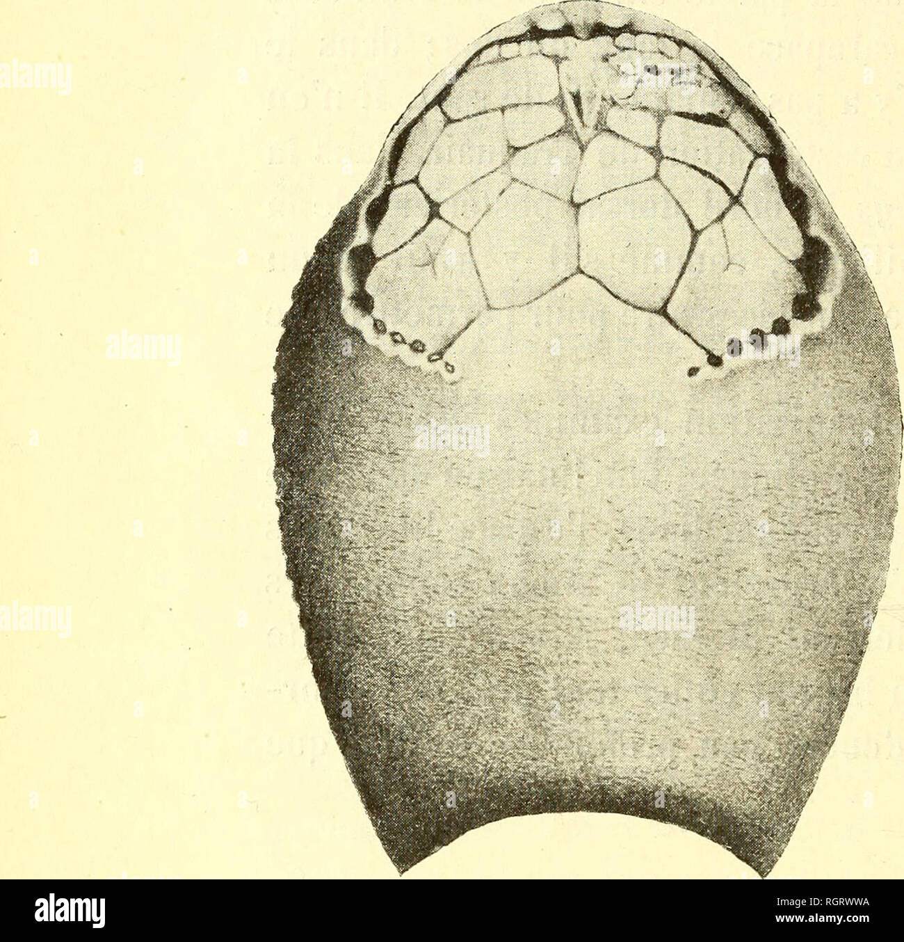 . Bulletin de la SociÃ©tÃ© belge de gÃ©ologie, de palÃ © Ontologie et d'Hydrologie. Geologie und Paläontologie. 66 AD. KEMNA. "LES RÃCENTES DÃCOUVERTES l'appareil respiratoire. Normalement, Les poches sind bien mÃ©tamÃ©ri-quement Les unes derriÃ¨re les autres: tous les Cyclostomen Genussmensch, Cyathaspis (empreintes), Thelodus (boursouflures), Paleospondylus (Lon-gueur des Plaques sus-Branchiales); la rÃ©gion branchiale occupe donc une certaine Länge d'Avant en arriÃ¨re. Chez les deux Espò ¨ ces exceptionnelles, cette Länge est rablement considÃ©rÃ©duite, ou du * Les ouvertures Medic se p Stockfoto