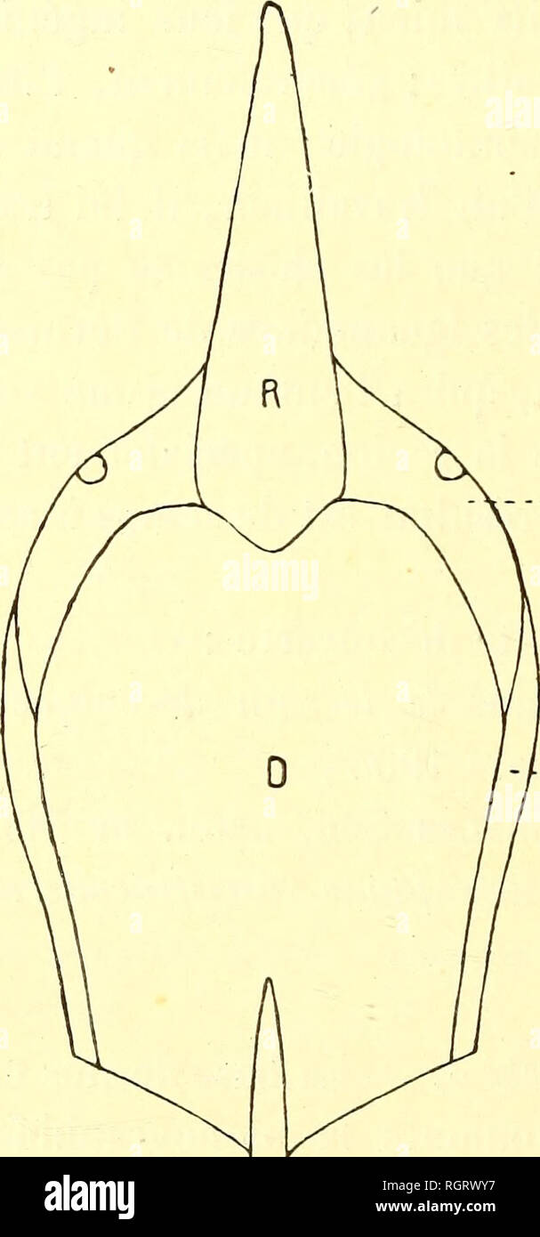 . Bulletin de la SociÃ©tÃ© belge de gÃ©ologie, de palÃ © Ontologie et d'Hydrologie. Geologie und Paläontologie. Abb. 1. Â Pteraspis Crouchi, rÃ©duit Presque de moitiÃ©; Restauration Leriche, 1903. 15. - Nutzung des morphologique superficiels Dessins. Â L'Ã©lÃ©ment essen-Tiel de la Panzers est le tubercule der-mique calcifiÃ ©. Chez Lanarkia, Il est constituÃ © uniquement par une Ã©pine saillante. Les CoelolÃ © pidÃ©s y ont ajoutÃ © une Partie basilaire; dans les deux Gruppen, ces Ã©lÃ©ments restent distincts. Chez les PtÃ © raspidÃ © s, ils ont confluÃ © en Linien et de Grandes Plaketten par leur Nebenklägerin b Stockfoto