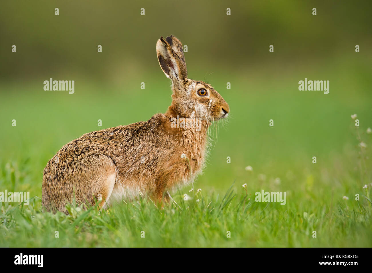 Europäische Hase im Frühling mit frischen, grünen verschwommenen Hintergrund Stockfoto