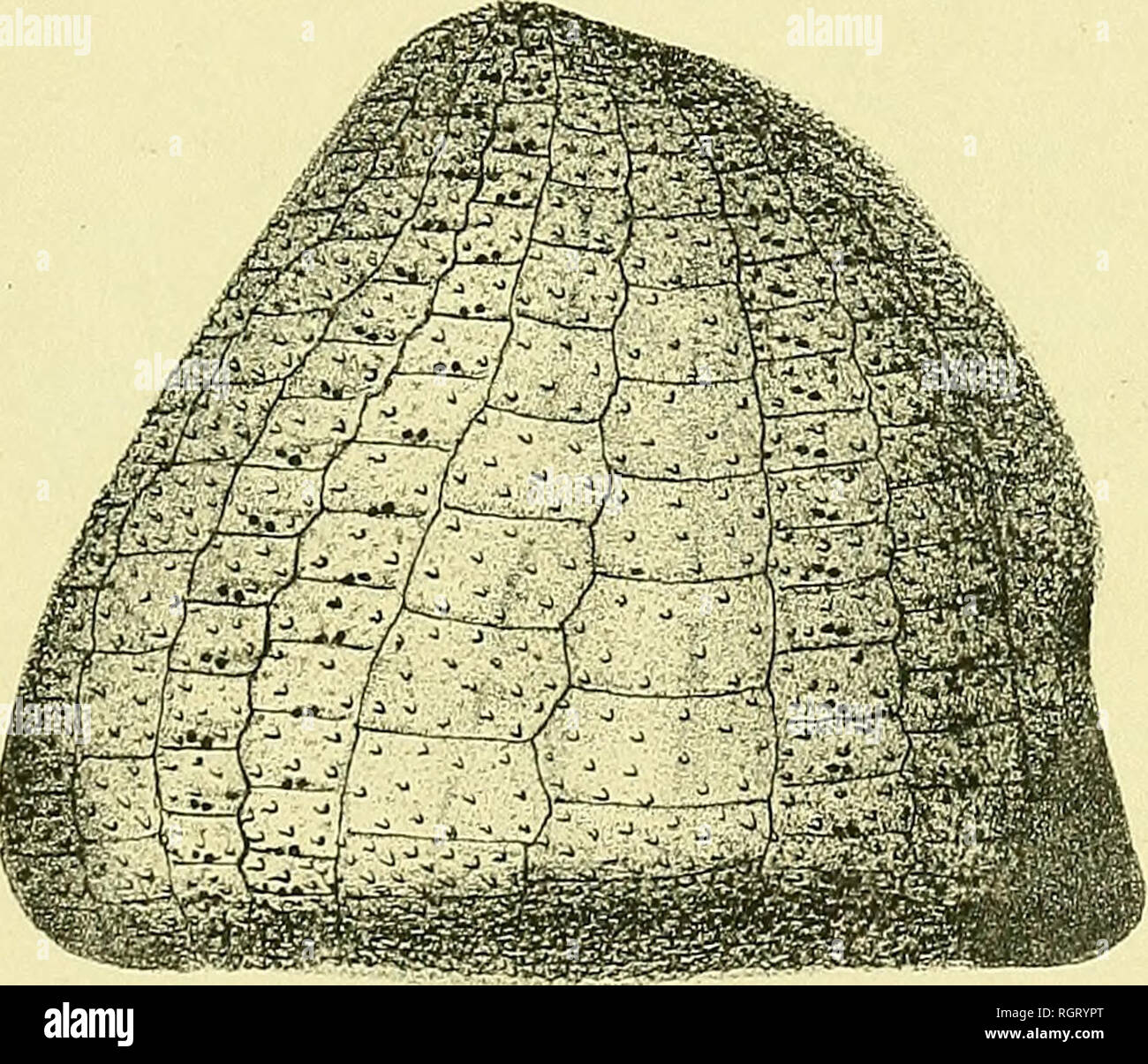 . Bulletin de la Société géologique de France. Geologie. là Ie. Bitte beachten Sie, dass diese Bilder sind von der gescannten Seite Bilder, die digital für die Lesbarkeit verbessert haben mögen - Färbung und Aussehen dieser Abbildungen können nicht perfekt dem Original ähneln. extrahiert. Société géologique de France. Paris: La Société Stockfoto
