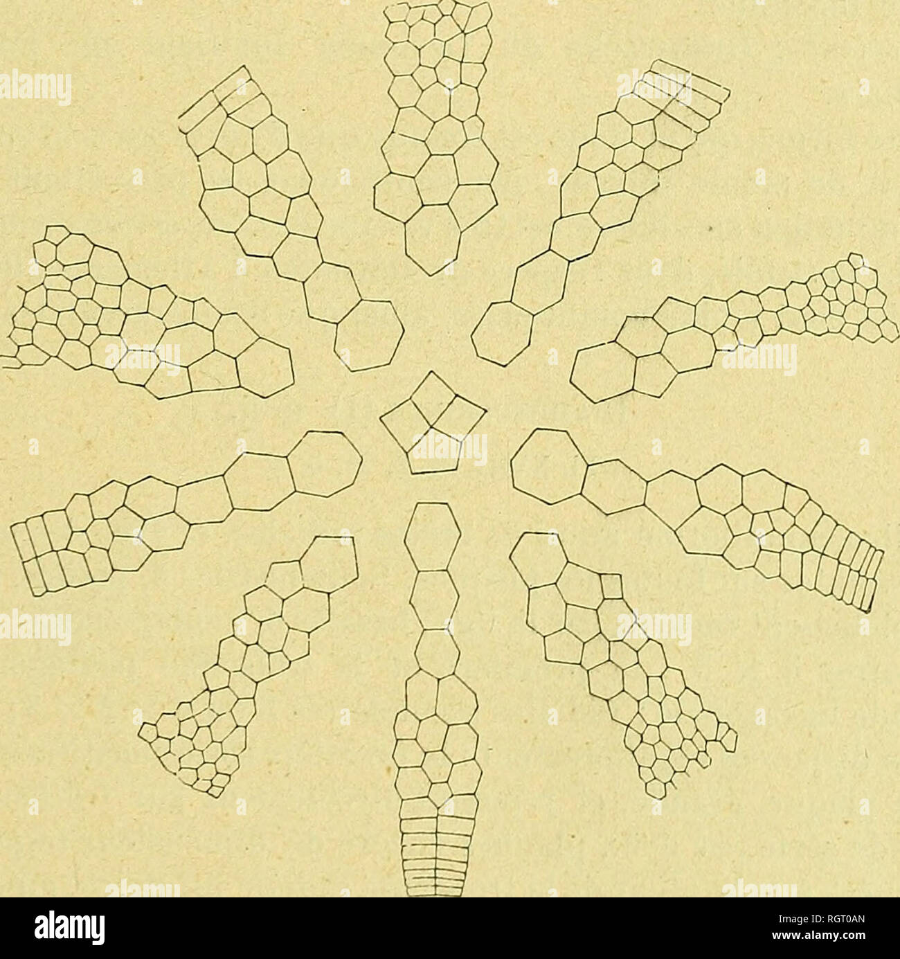 . Bulletin de la SociÃ©tÃ© gÃ©ologique de France. Geologie. 1871 D.-S. OEHLliRT. GRINOIDES NOUVliAUX DU DEVONlEN 835 crosse Ã sa nebenklägerin infÃ©rieure; letzte caractÃ¨re se ce rÃ©pÃ¨te sur un autre Fragment que Nous avons Ã©galement fait figurer. Ctenocrinus sp. PI. XVIII, Abb. 1, "L"-lb Calice conoÃ ¯ de constituÃ © par de Grandes Plaques et pourvu de Dix bras accolÃ © s deux À deux. Basales 4, grandes, dont Trois axillaires alternent rÃ©guliÃ¨rement avec les premiÃ¨res radiales, Tandis que la quatriÃ¨me, tronquÃ©e Ã sa nebenklägerin supÃ©rieure, est situÃ©e dans l'Ax mÃªme Le Rayon radial qui est Directem Stockfoto