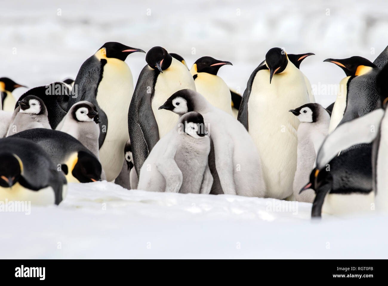 Kaiserpinguine (Aptenodytes forsteri), der größten Pinguin Arten, ihre Küken auf Eis auf Snow Hill Island in der Antarktis Stockfoto