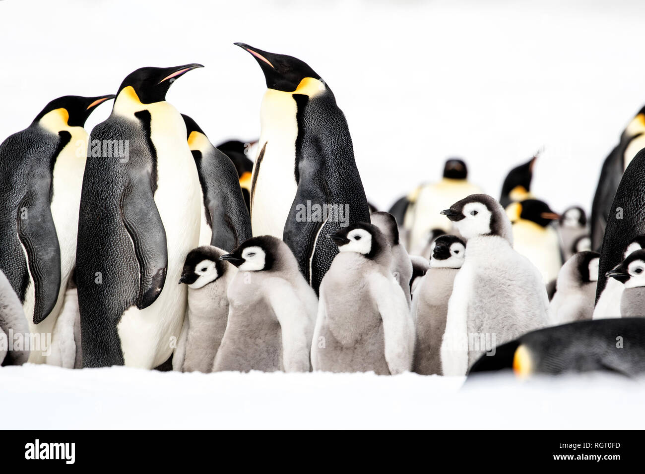 Kaiserpinguine (Aptenodytes forsteri), der größten Pinguin Arten, ihre Küken auf Eis auf Snow Hill Island in der Antarktis Stockfoto