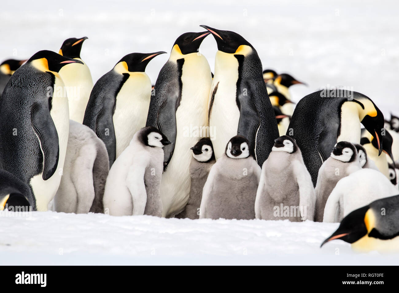 Kaiserpinguine (Aptenodytes forsteri), der größten Pinguin Arten, ihre Küken auf Eis auf Snow Hill Island in der Antarktis Stockfoto