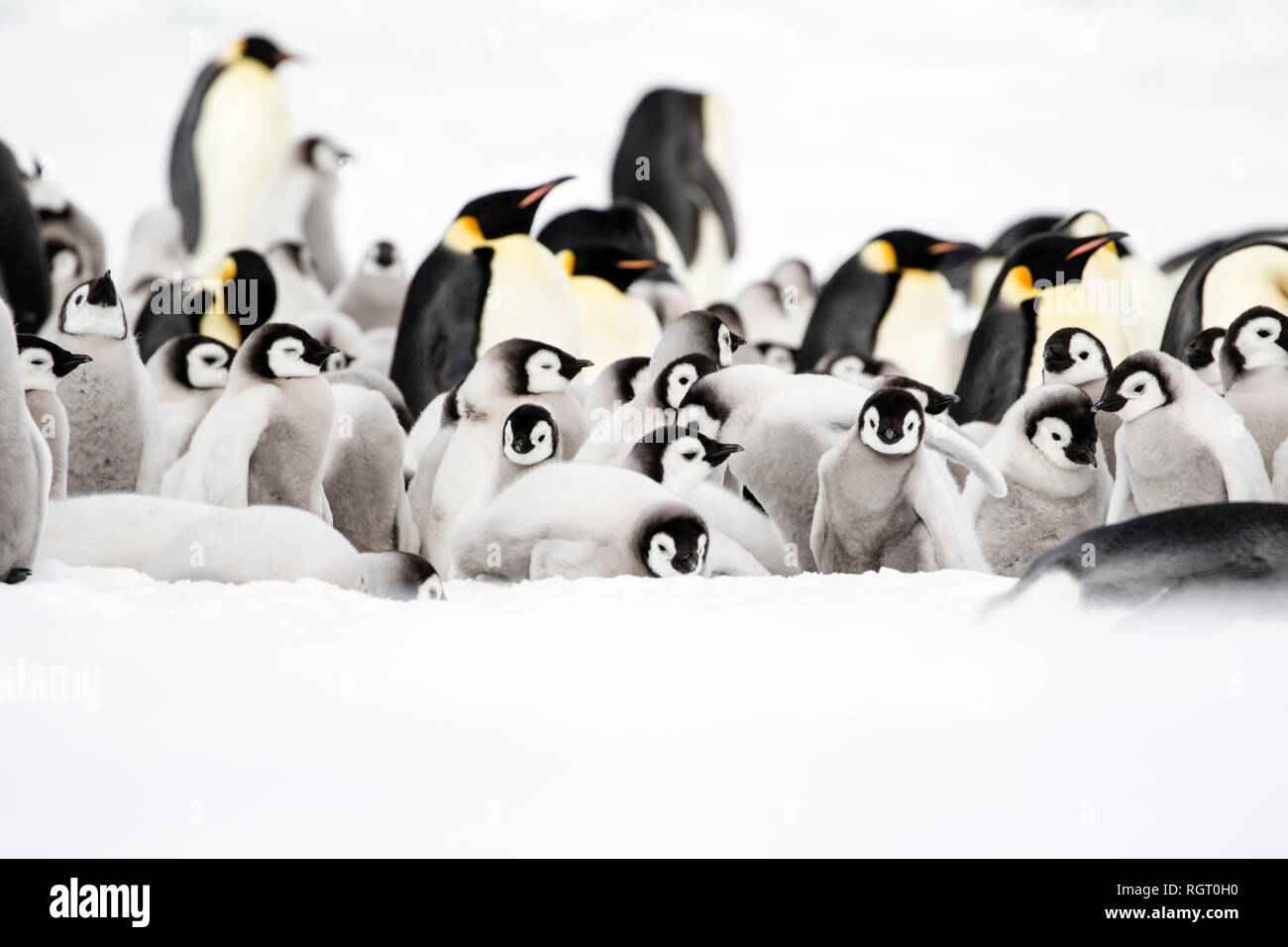 Adorable Kaiserpinguine (Aptenodytes forsteri) Küken auf Eis auf Snow Hill Island in der Antarktis Stockfoto
