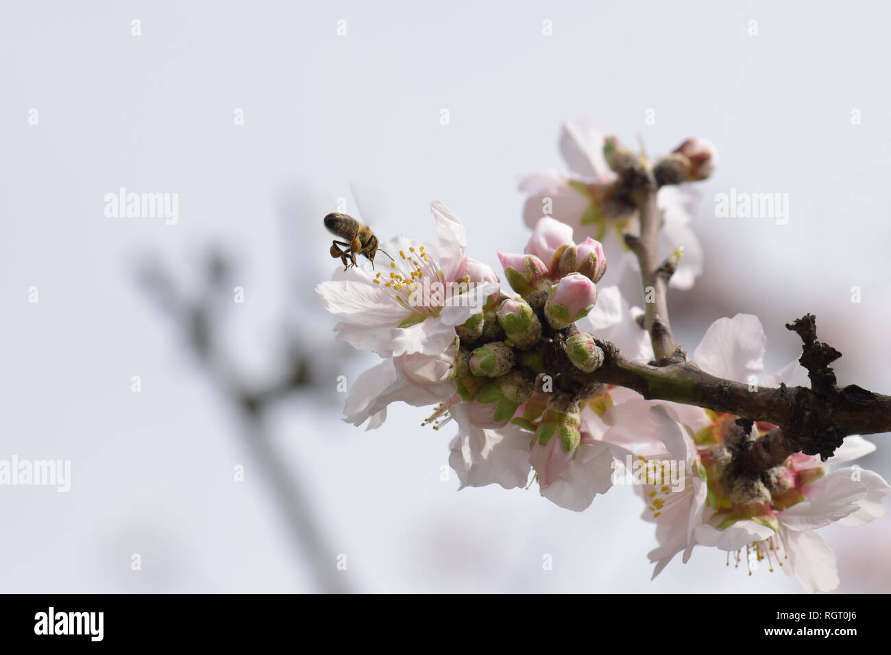 Honig Bienen Nektar sammeln von mandelbaum Blume. Frühling Natur. Stockfoto