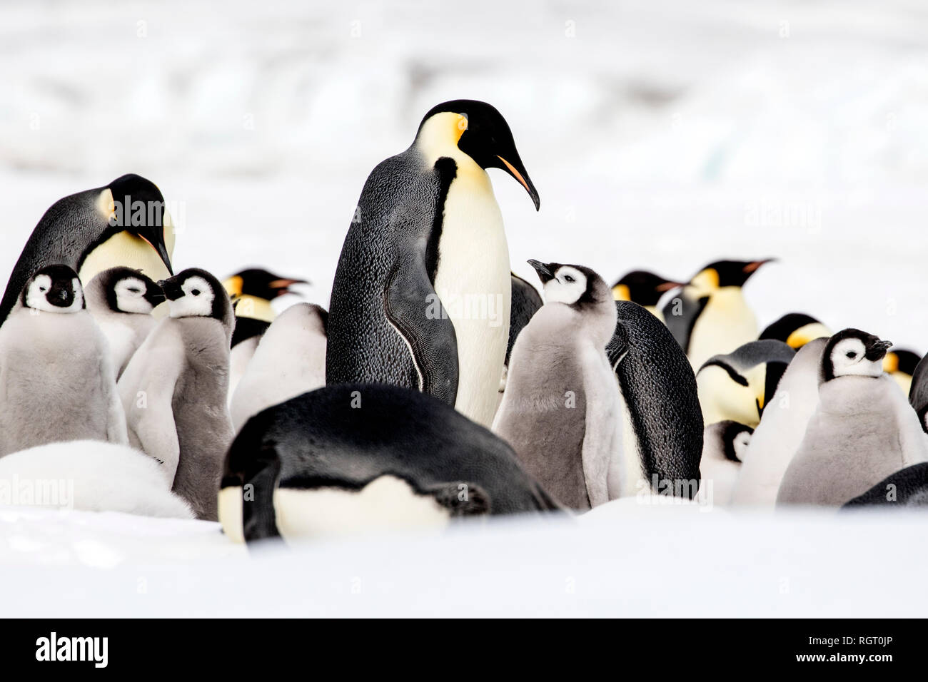 Kaiserpinguine (Aptenodytes forsteri), der größten Pinguin Arten, ihre Küken auf Eis auf Snow Hill Island in der Antarktis Stockfoto