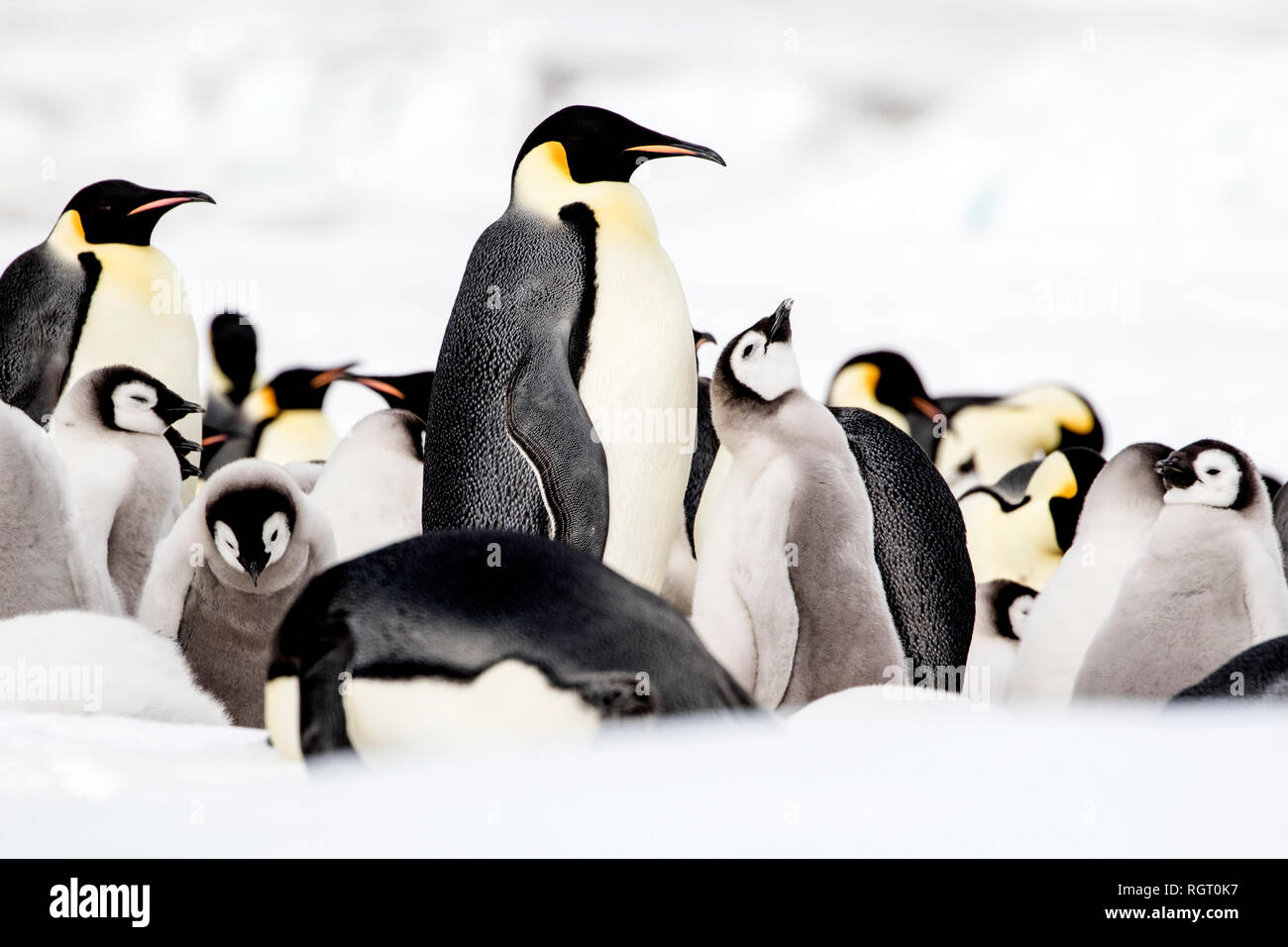 Kaiserpinguine (Aptenodytes forsteri), der größten Pinguin Arten, ihre Küken auf Eis auf Snow Hill Island in der Antarktis Stockfoto