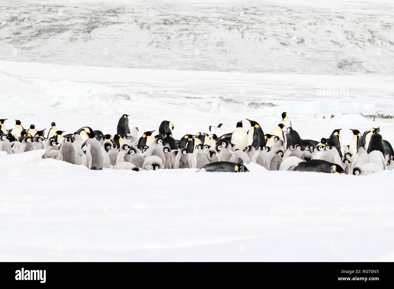 Kaiserpinguine (Aptenodytes forsteri), der größten Pinguin Arten, ihre Küken auf Eis auf Snow Hill Island in der Antarktis Stockfoto