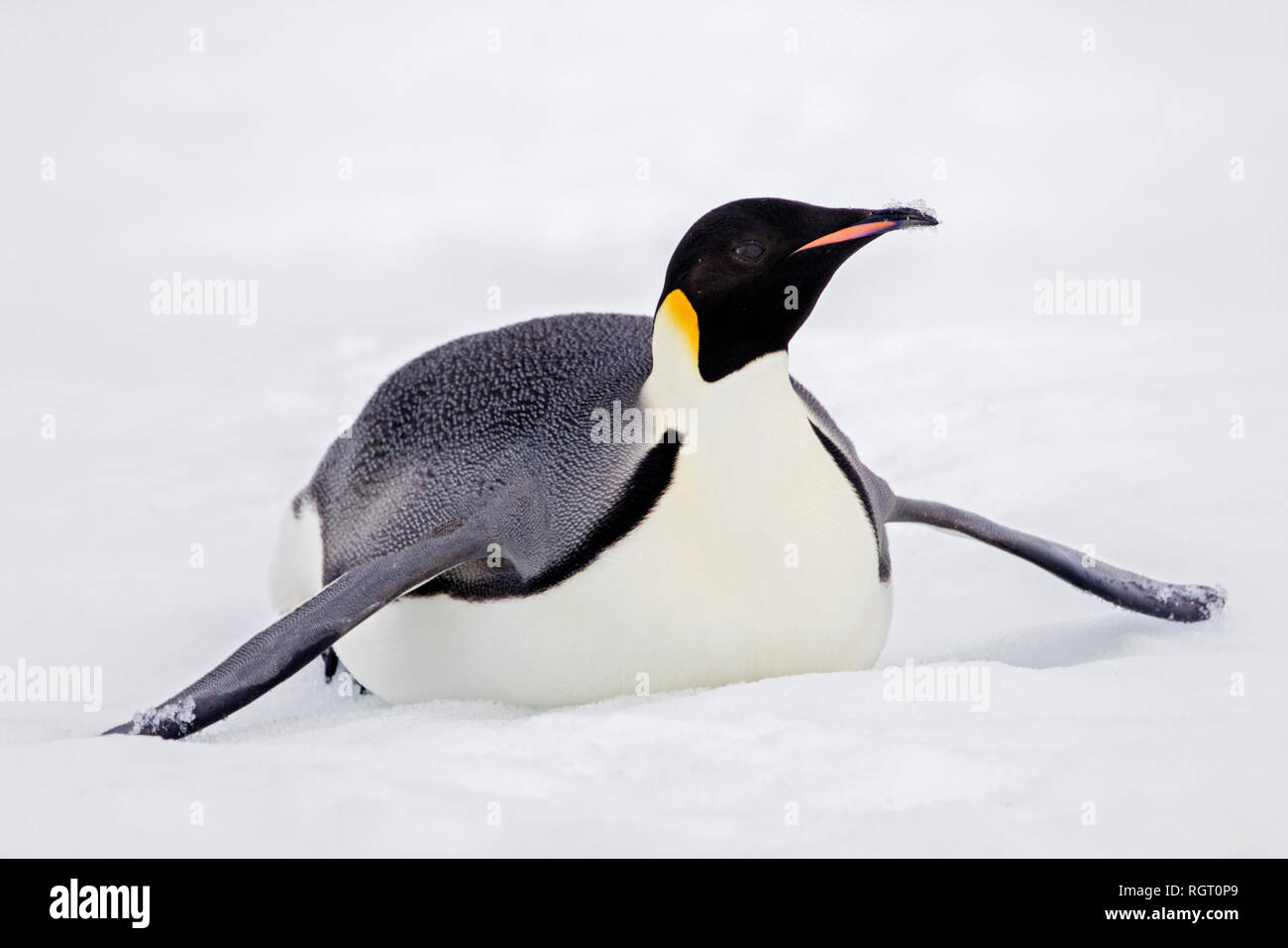 Kaiserpinguine (Aptenodytes forsteri), der größten Pinguin Arten, ihre Küken auf Eis auf Snow Hill Island in der Antarktis Stockfoto