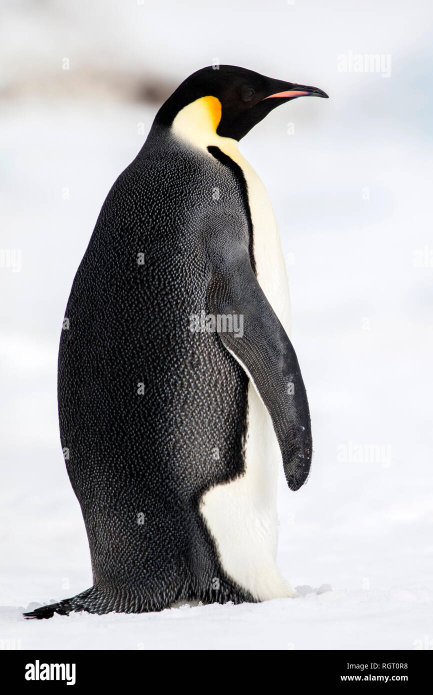 Kaiserpinguine (Aptenodytes forsteri), der größten Pinguin Arten, ihre Küken auf Eis auf Snow Hill Island in der Antarktis Stockfoto