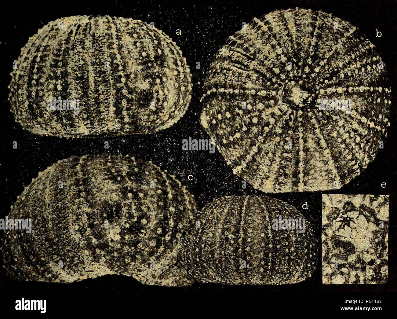 . Bulletin de l'Institut ocÃ© anographique. Ozean. - .43 - qui est contiguÃ "à"^^. Eine Tambitus, les sÃ©Ries de Plaketten tombent à trois puis À deux, et, sur la Face ventrale, Tinterradius reprend sa largeur normale. Le pÃ©ristome est arrondi et rÃ©gu-Lier avec ses Dix entailles habituelles. Pour la commoditÃ©e de la Beschreibung, j'examinerai successi - vement les caractÃ¨res de Tinterradius 4 Au-dessus et au-dessous de Tambitus. Les Plaques de la sÃ©rie eine se succÃ¨dent normale-, À partir de Tappareil apikalen, de la première À la douziÃ¨me; la deuxiÃ¨me sÃ©rie de Tuberkeln primaires apparaÃ® t Stockfoto