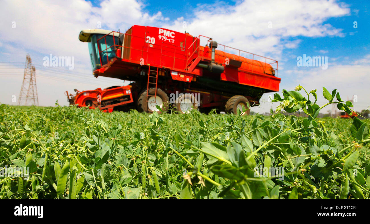 Johannesburg Sudafrika 27 Oktober 10 Kommerzielle Erbse Landwirtschaft Mit Einem Mahdrescher Stockfotografie Alamy