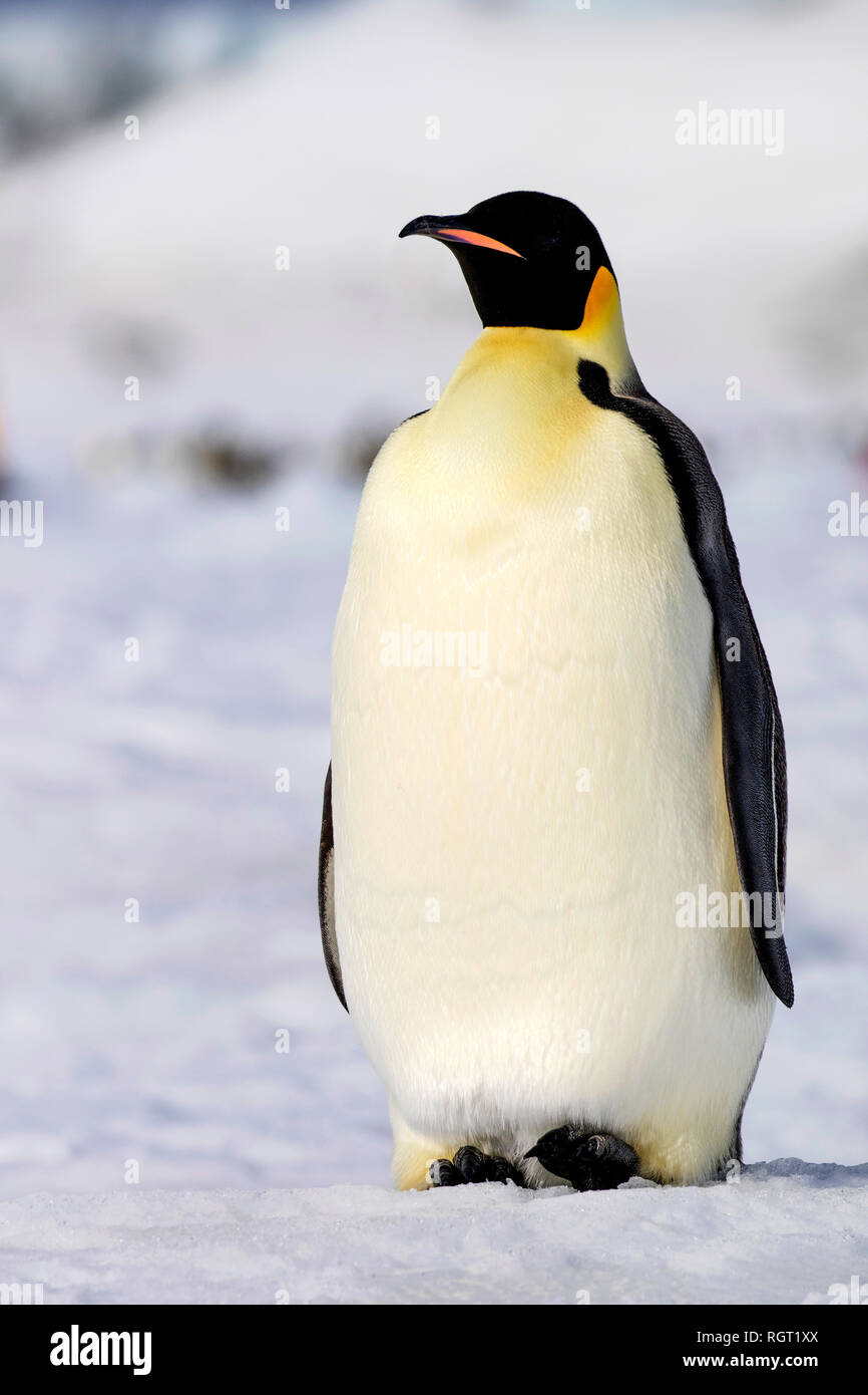 Kaiserpinguine (Aptenodytes forsteri), der größten Pinguin Arten, ihre Küken auf Eis auf Snow Hill Island in der Antarktis Stockfoto