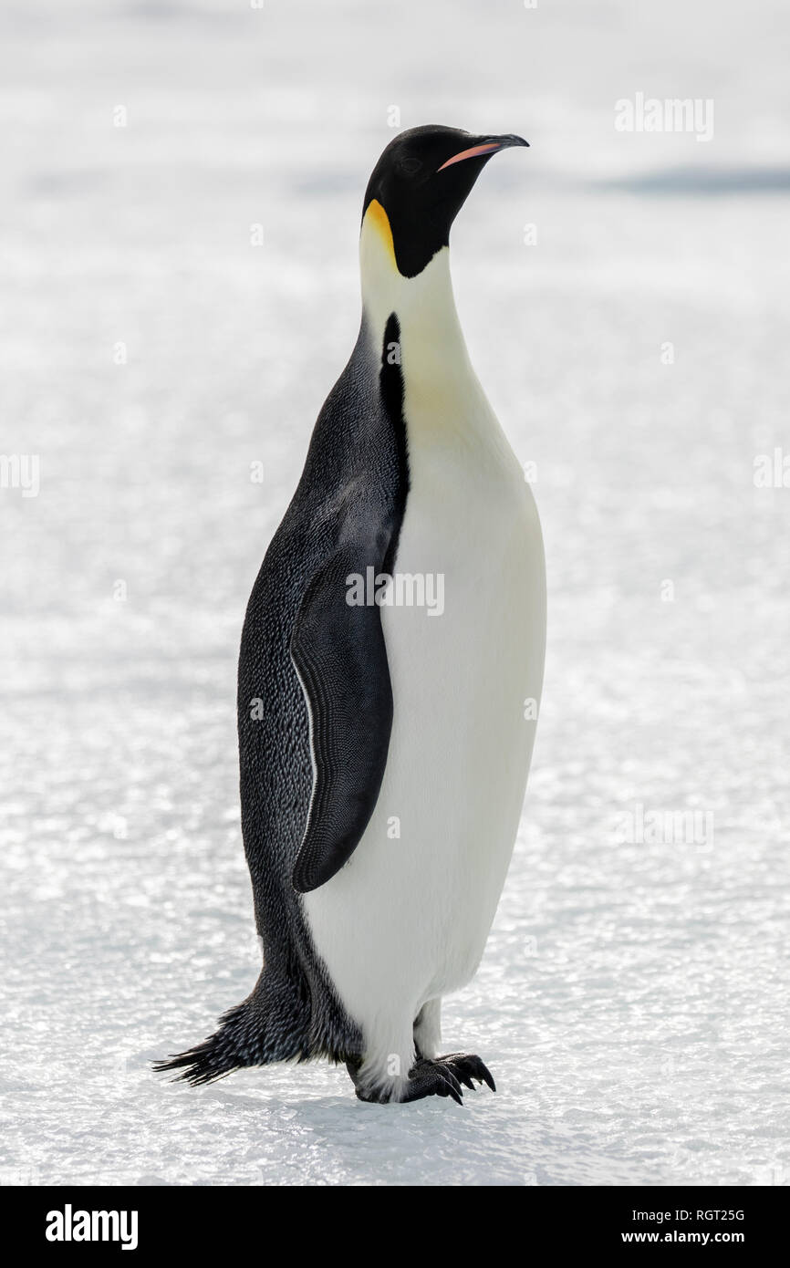 Kaiserpinguine (Aptenodytes forsteri), der größten Pinguin Arten, ihre Küken auf Eis auf Snow Hill Island in der Antarktis Stockfoto