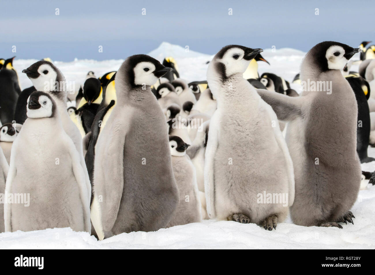 Adorable Kaiserpinguine (Aptenodytes forsteri) Küken auf Eis auf Snow Hill Island in der Antarktis Stockfoto