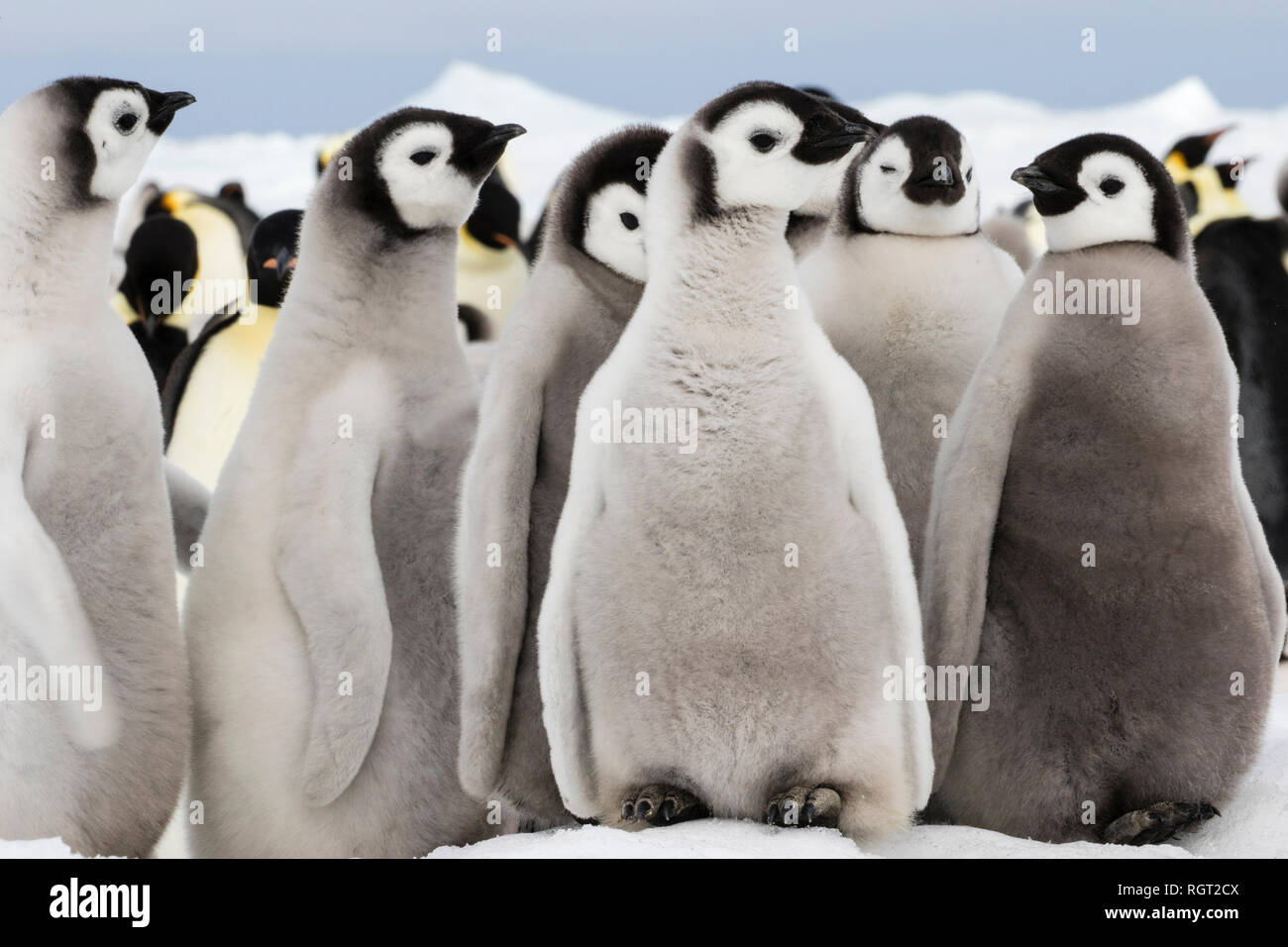 Adorable Kaiserpinguine (Aptenodytes forsteri) Küken auf Eis auf Snow Hill Island in der Antarktis Stockfoto