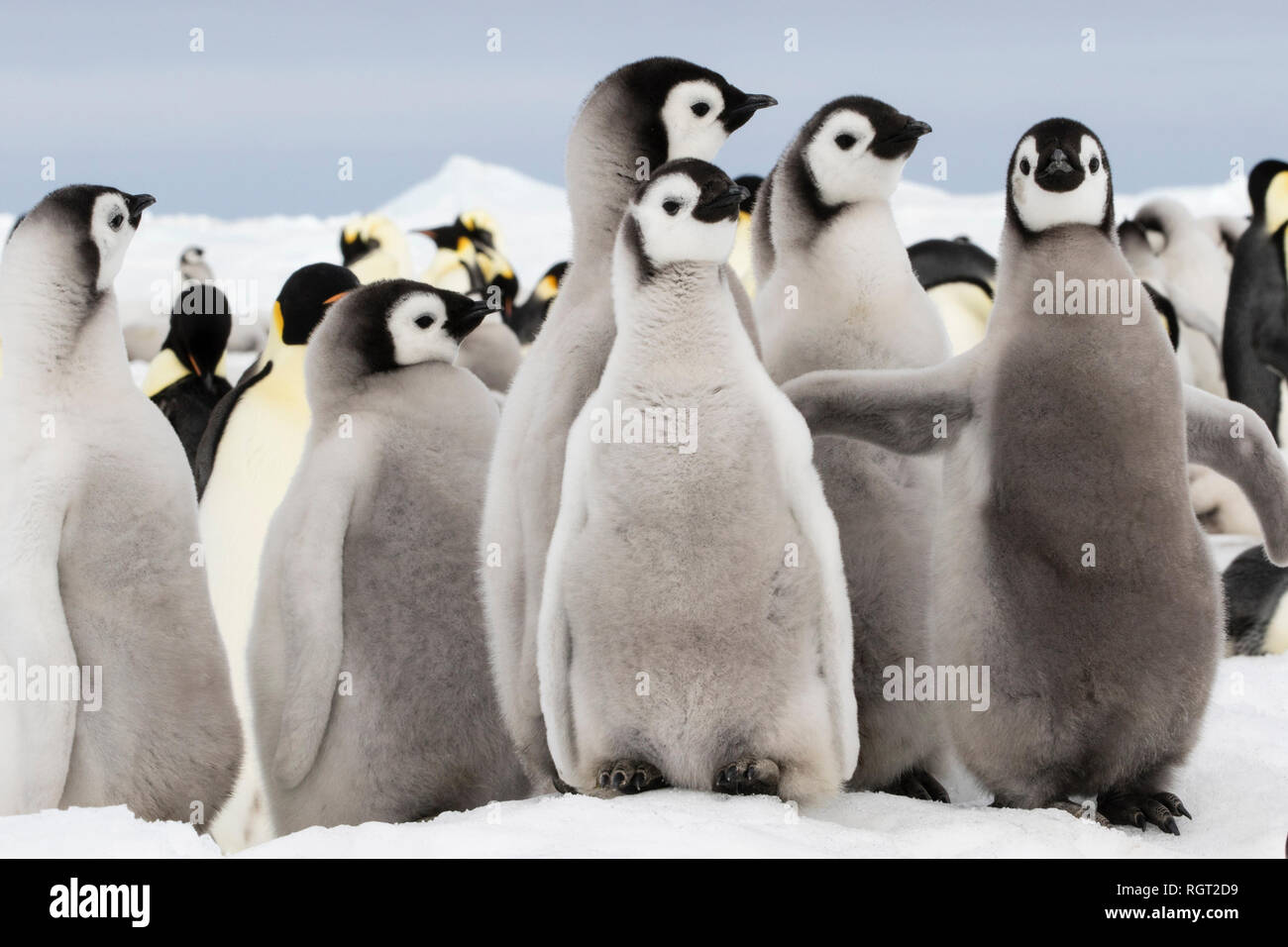 Adorable Kaiserpinguine (Aptenodytes forsteri) Küken auf Eis auf Snow Hill Island in der Antarktis Stockfoto