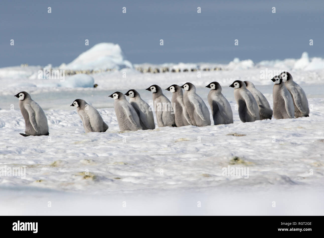 Adorable Kaiserpinguine (Aptenodytes forsteri) Küken auf Eis auf Snow Hill Island in der Antarktis Stockfoto