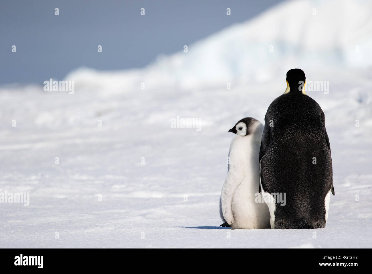 Kaiserpinguine (Aptenodytes forsteri), der größten Pinguin Arten, ihre Küken auf Eis auf Snow Hill Island in der Antarktis Stockfoto