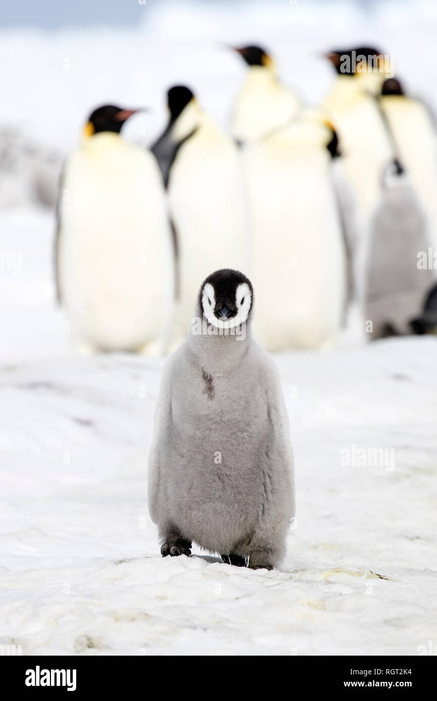 Adorable Kaiserpinguine (Aptenodytes forsteri) Küken auf Eis auf Snow Hill Island in der Antarktis Stockfoto