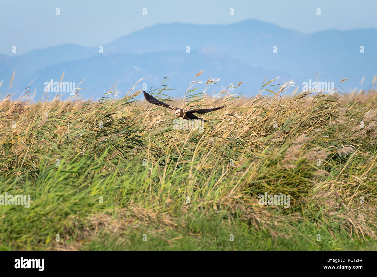 Ein Adler Jagd und Fliegen auf die Lagune und die generischen Vegetation. Nach braunen Adler auf der Jagd im Naturpark Albufera, Valencia. Natürliche portrai Stockfoto