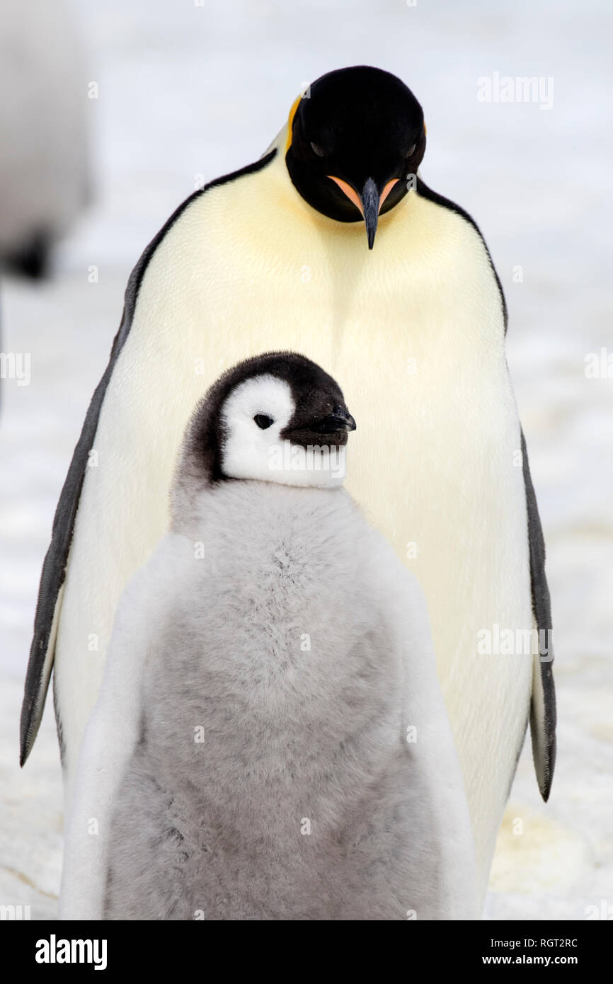 Kaiserpinguine (Aptenodytes forsteri), der größten Pinguin Arten, ihre Küken auf Eis auf Snow Hill Island in der Antarktis Stockfoto